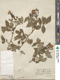 Rosa multiflora image