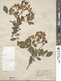 Rosa multiflora var. cathayensis image