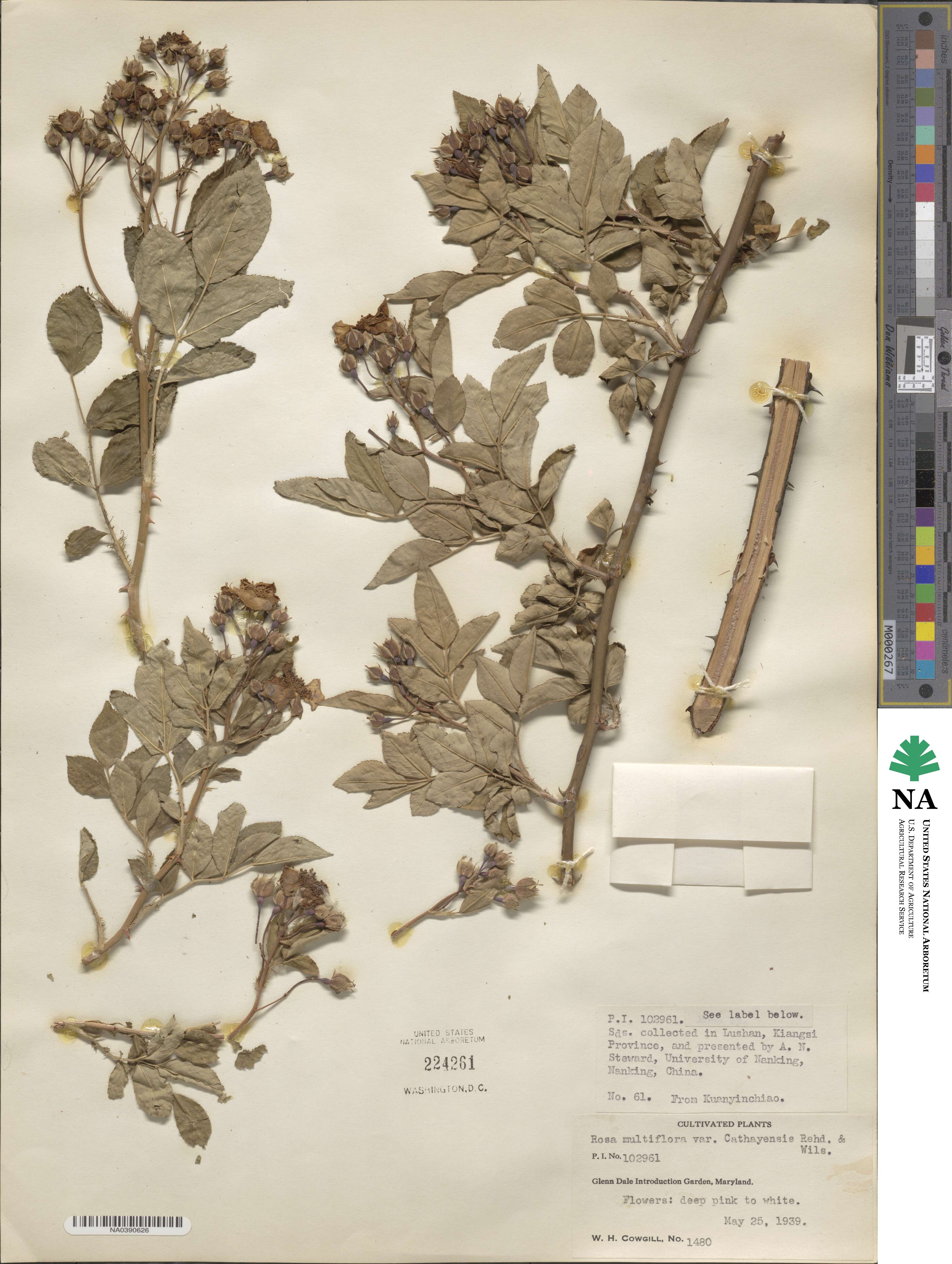 Rosa multiflora image