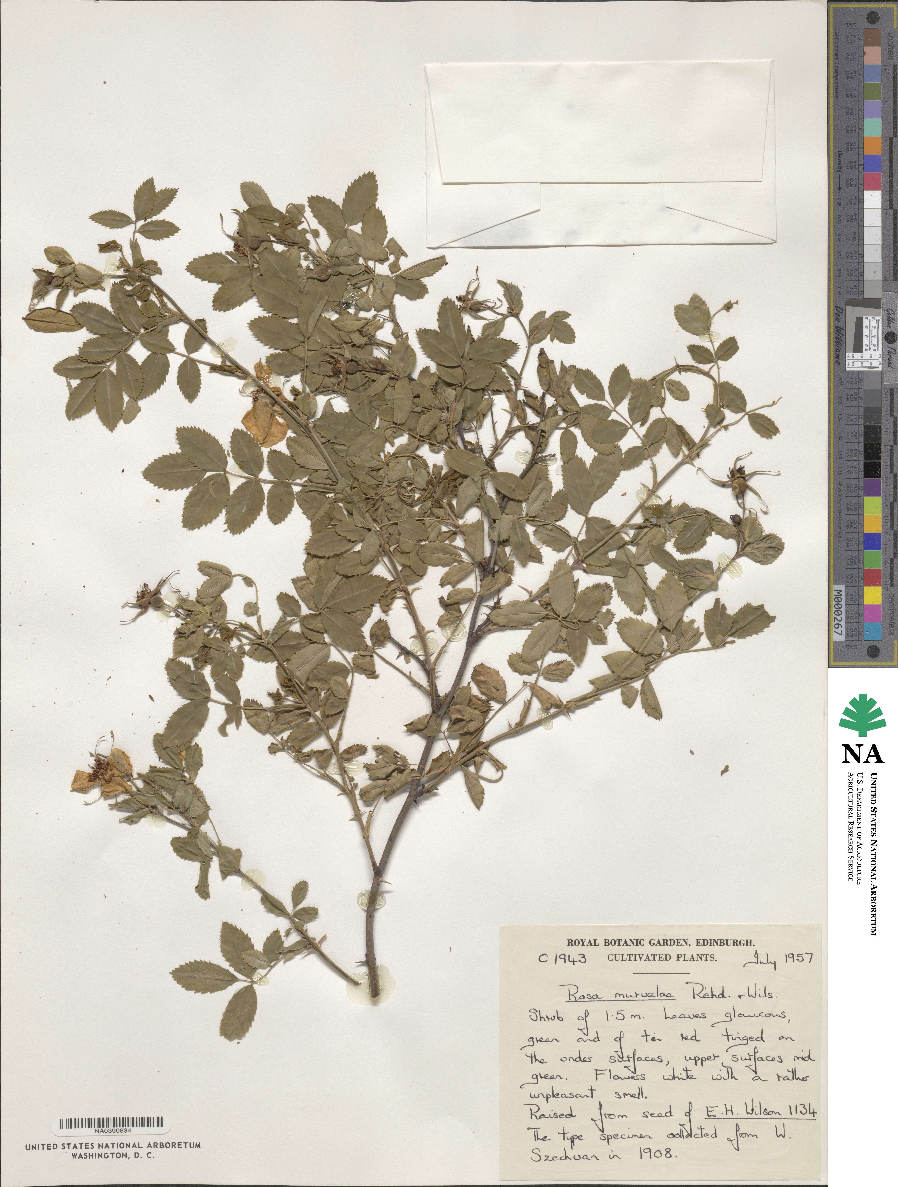 Rosa murielae image