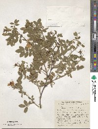 Rosa murielae image