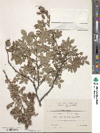 Rosa nutkana image