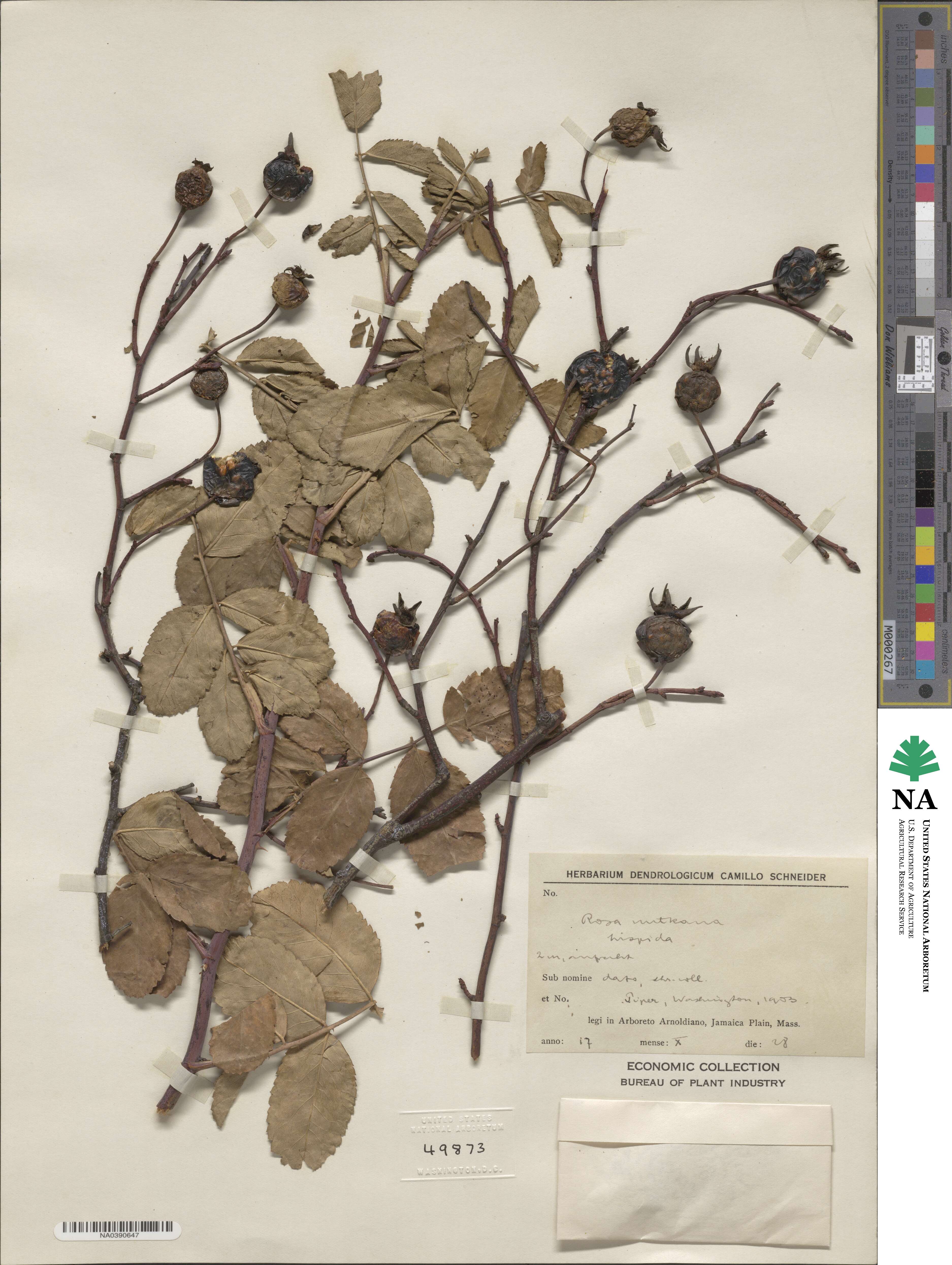 Rosa nutkana var. hispida image