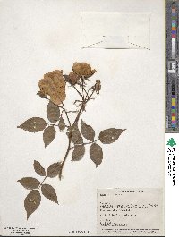 Rosa odorata image