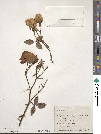 Rosa odorata image