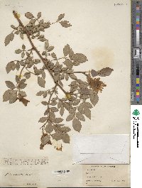 Rosa odorata image