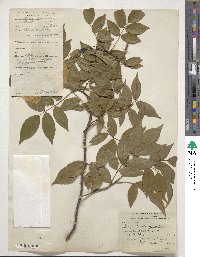 Rosa odorata var. gigantea image