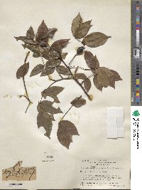 Rosa odorata var. gigantea image