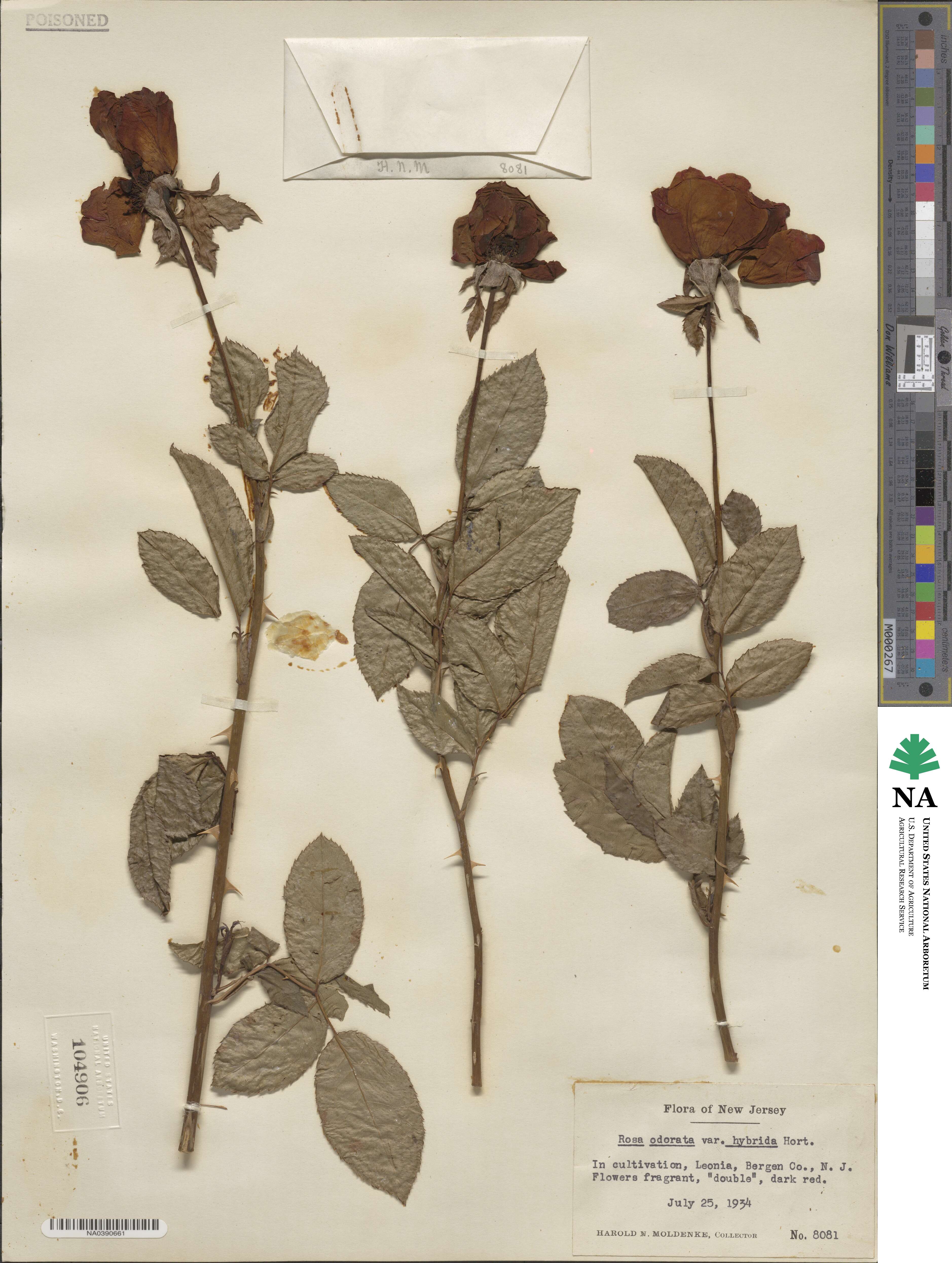 Rosa odorata image