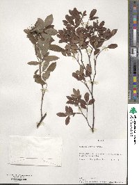 Rosa palustris image