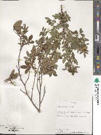 Rosa palustris image