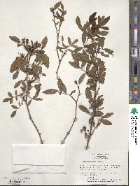 Rosa palustris image