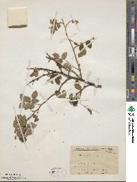 Rosa pisocarpa image