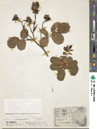 Rosa multiflora image