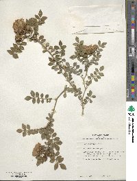 Rosa roxburghii image