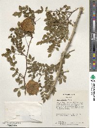 Rosa roxburghii image