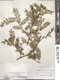 Rosa roxburghii image