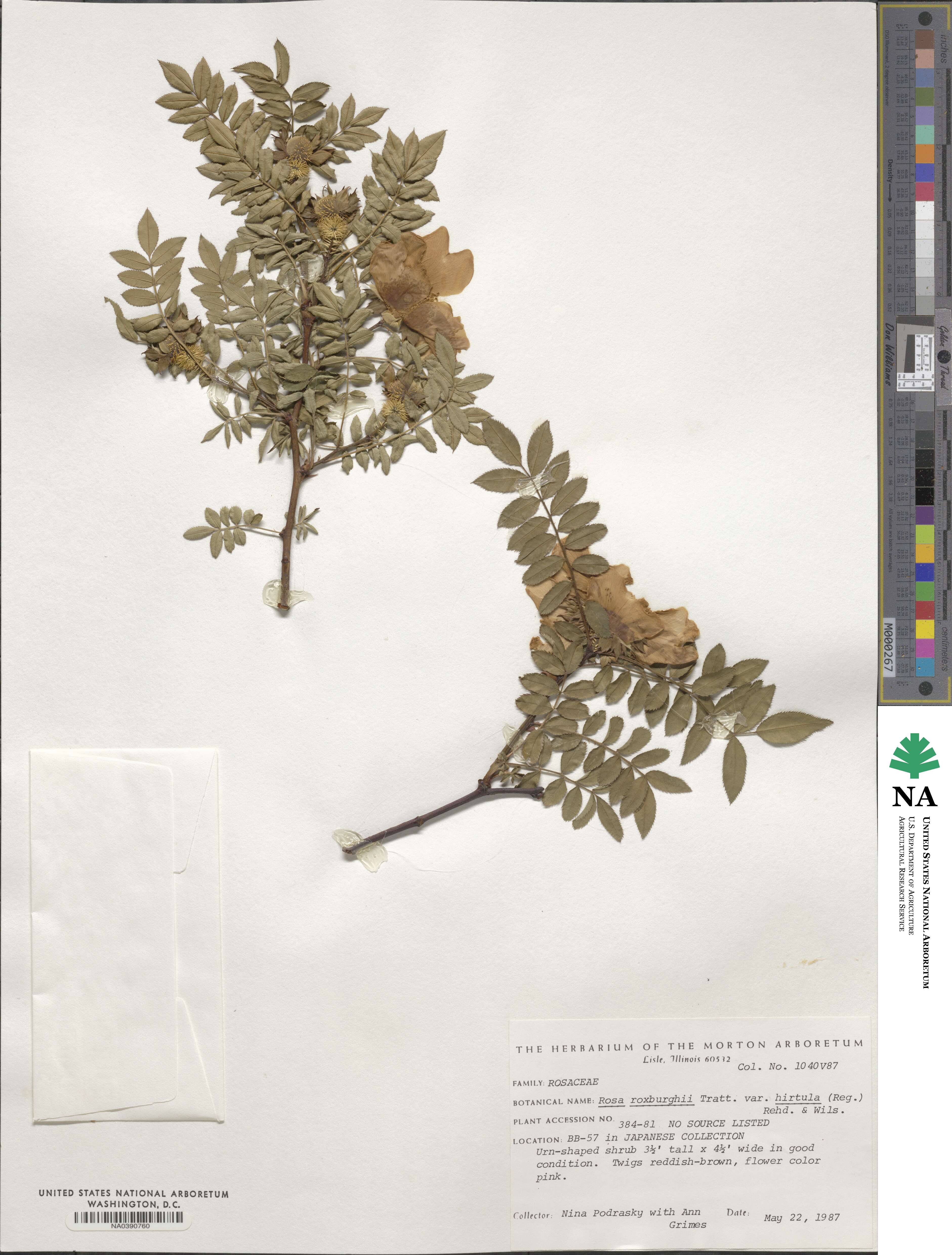 Rosa hirtula image