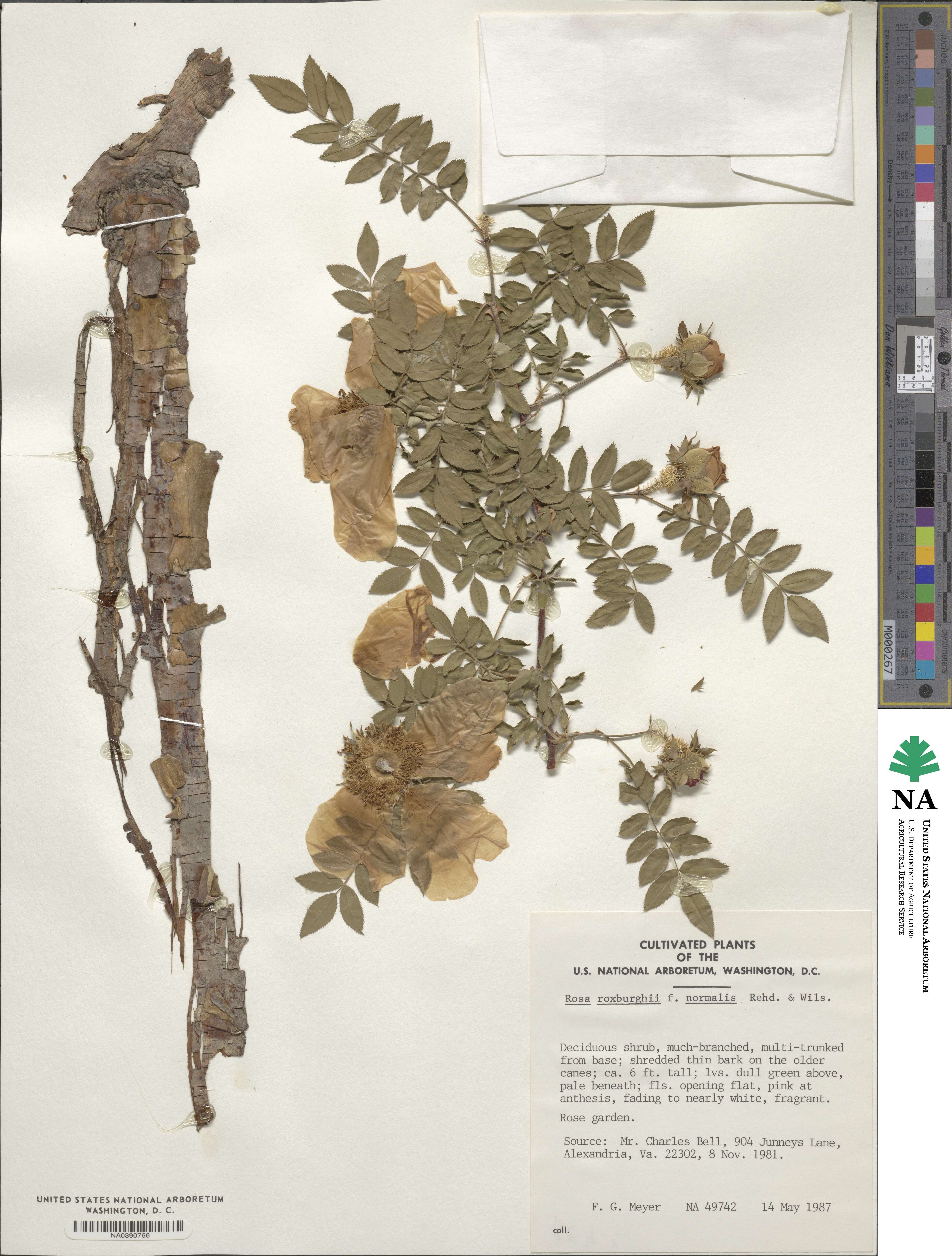Rosa roxburghii image