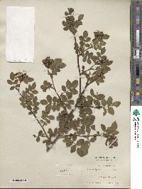 Rosa rubiginosa image