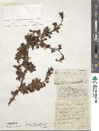 Rosa rubiginosa image