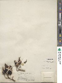 Rosa rugosa image