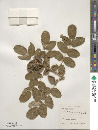 Rosa rugosa image