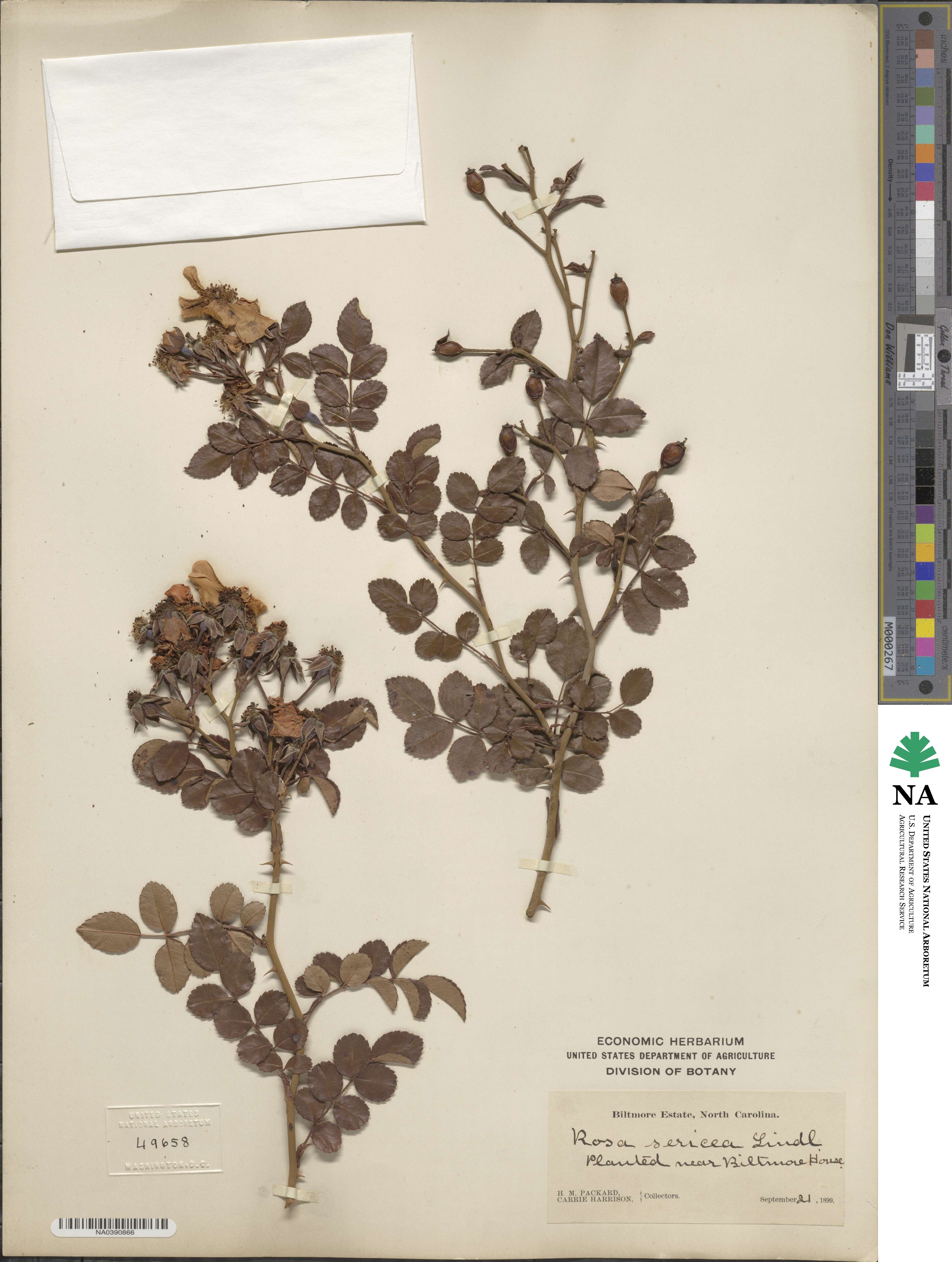 Rosa sericea image