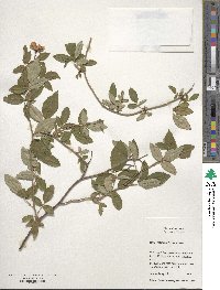 Rosa setigera image