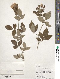 Rosa setigera image