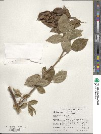 Rosa setigera image