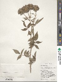 Rosa setigera image