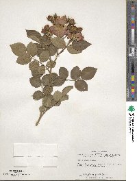 Rosa setigera image