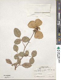 Rosa setigera image