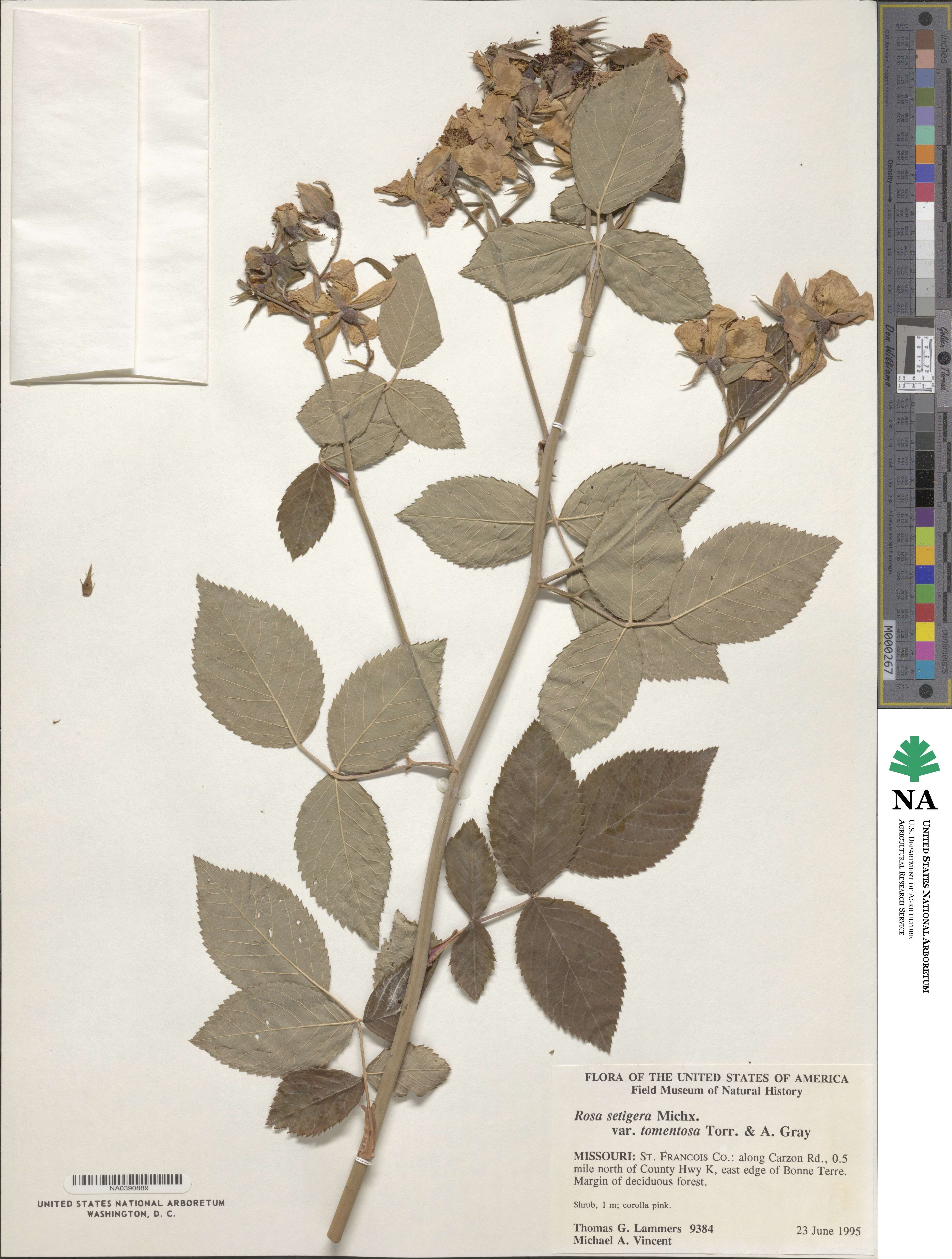 Rosa setigera var. tomentosa image