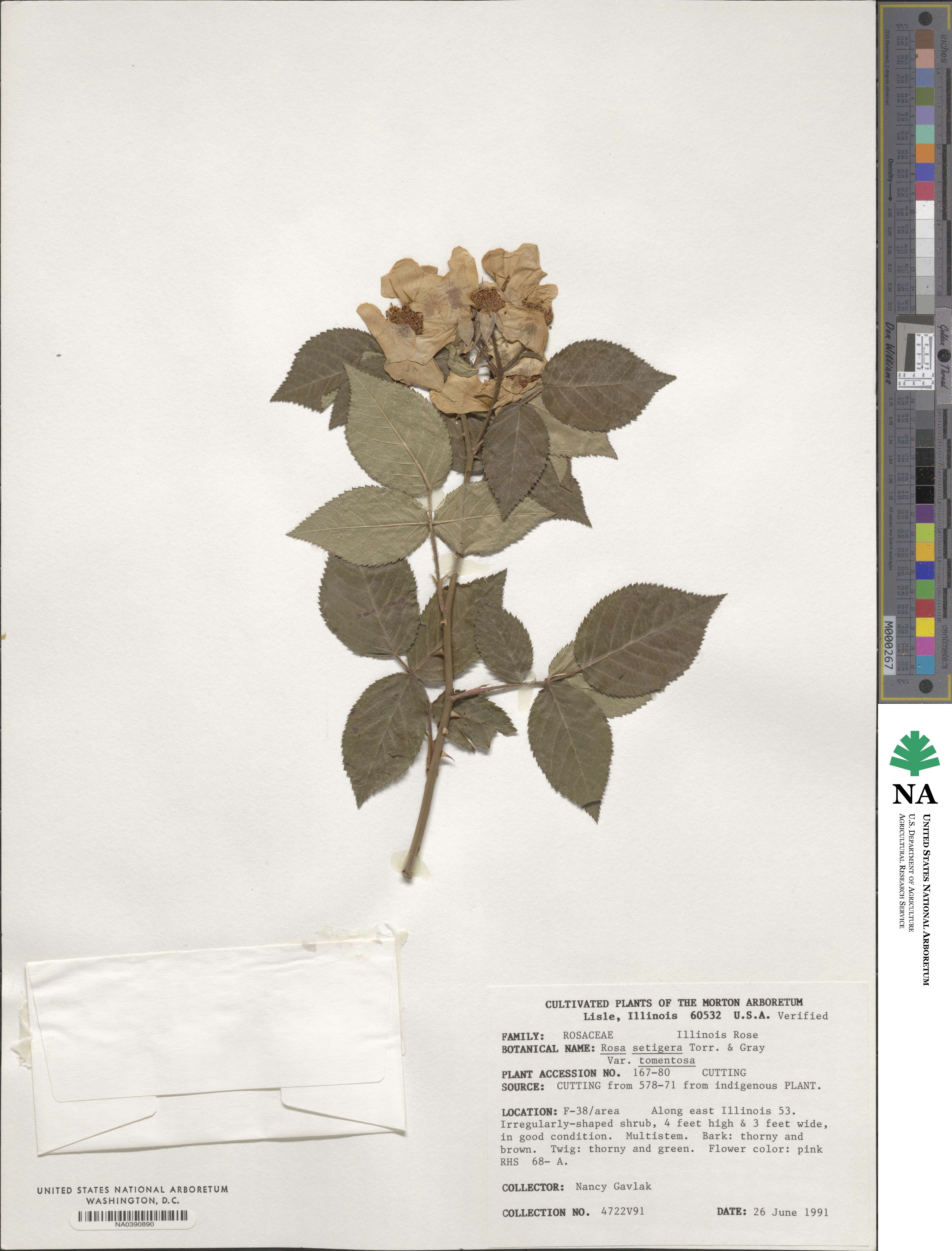 Rosa setigera var. tomentosa image