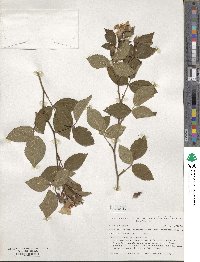 Rosa setigera image