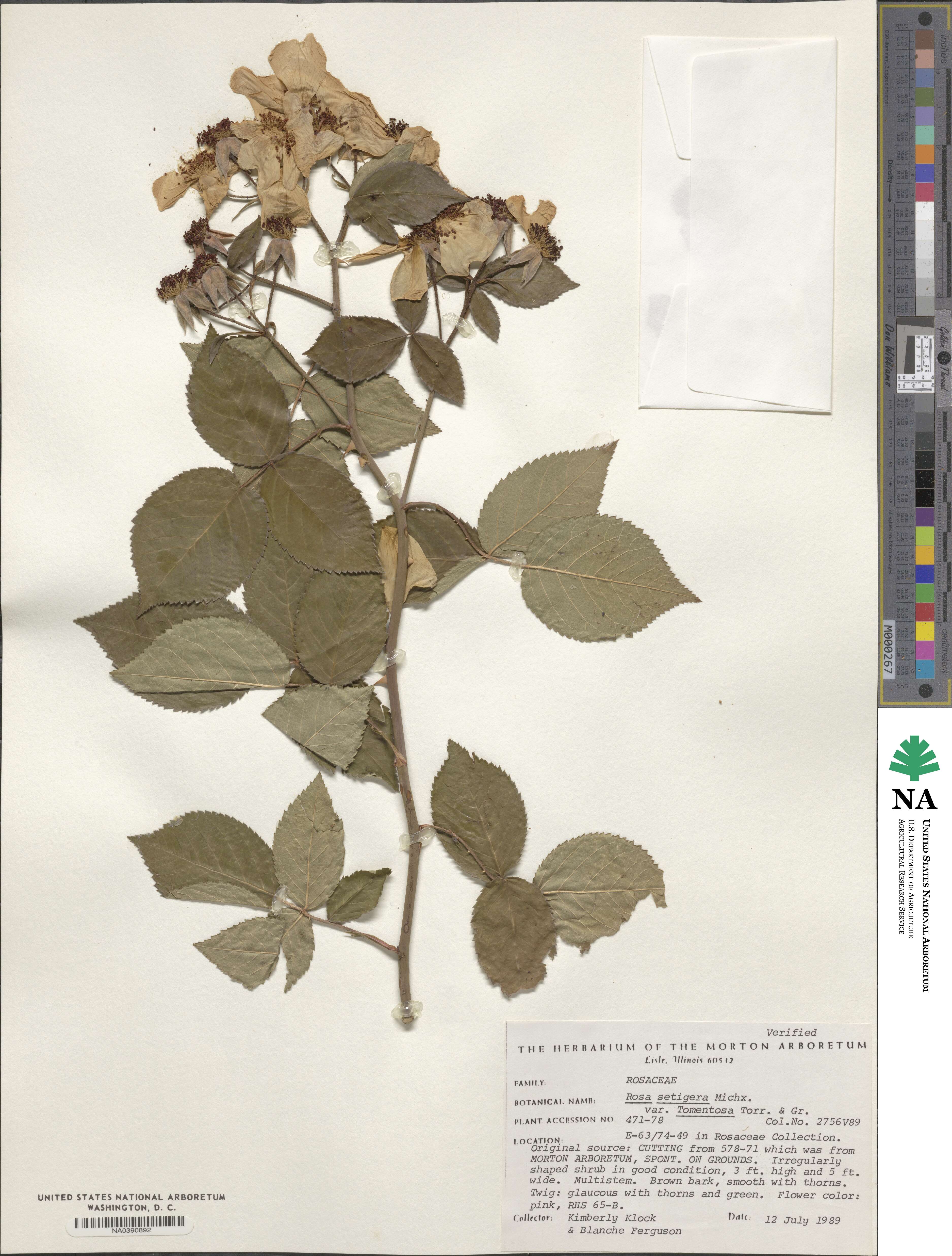 Rosa setigera var. tomentosa image