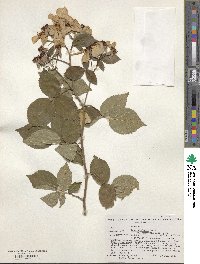 Rosa setigera image