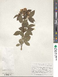 Rosa setigera var. tomentosa image