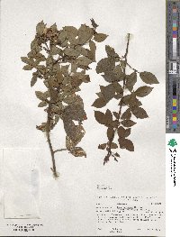 Rosa setigera image