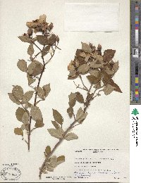 Rosa setigera image