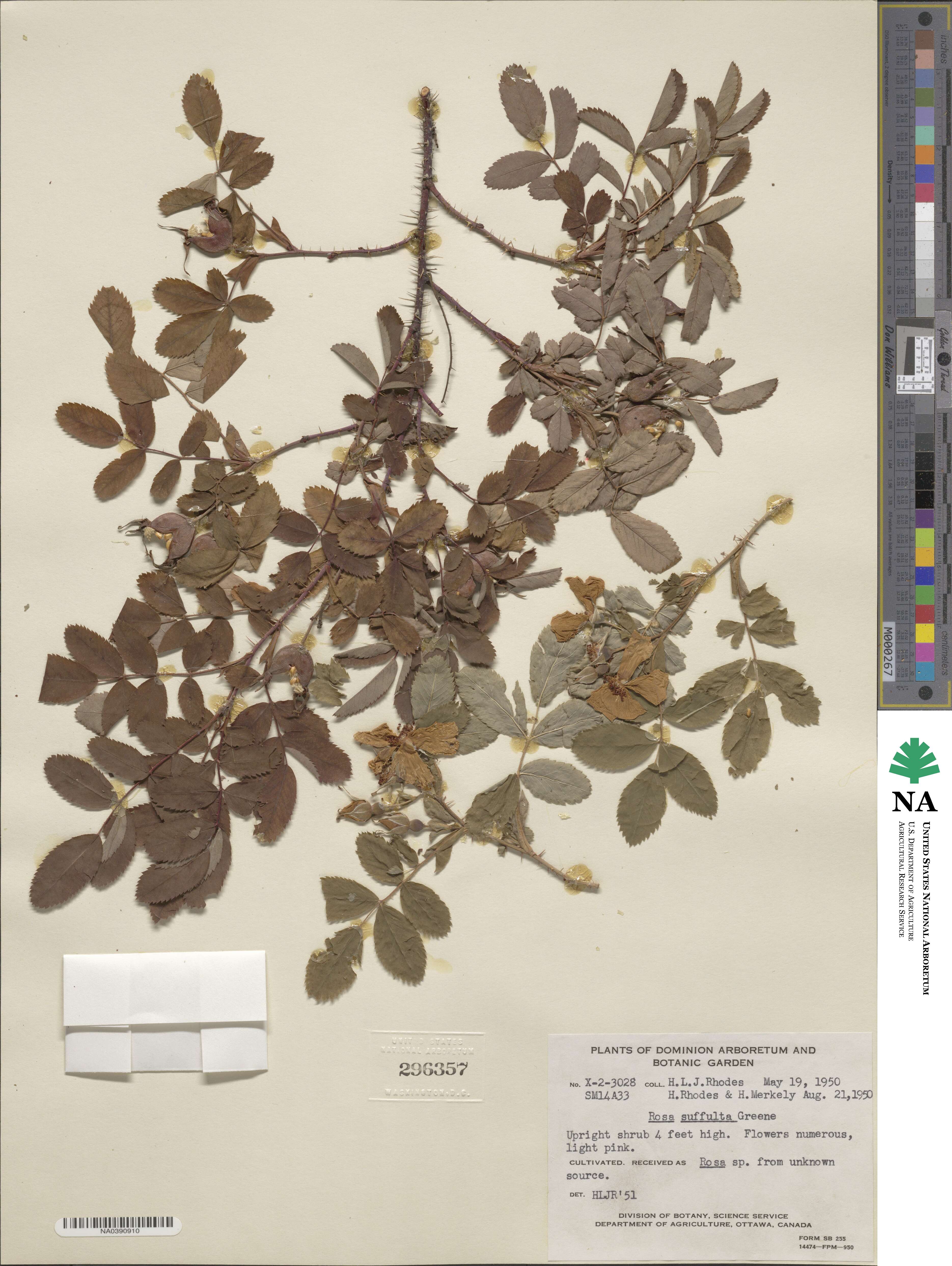 Rosa arkansana var. suffulta image