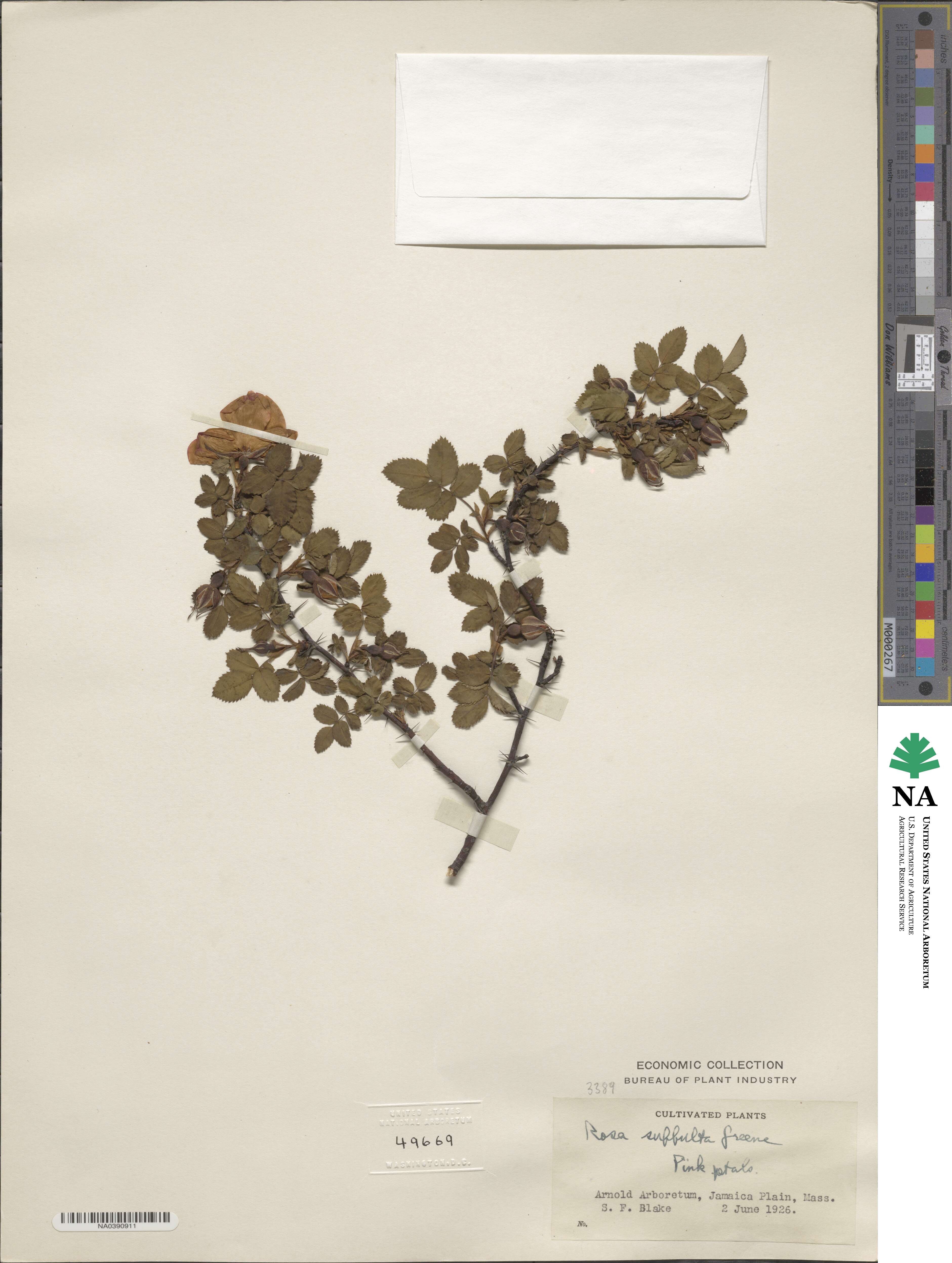 Rosa arkansana var. suffulta image