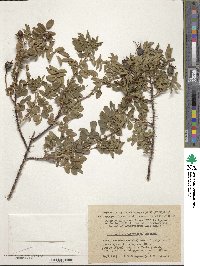 Rosa spinosissima image