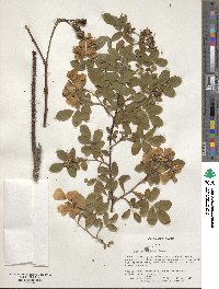 Rosa virginiana image