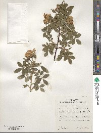 Rosa virginiana image