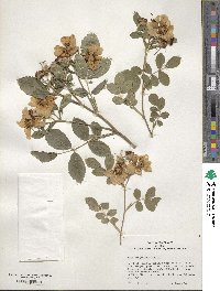 Rosa virginiana image