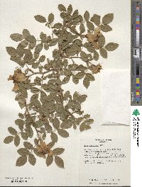 Rosa virginiana image