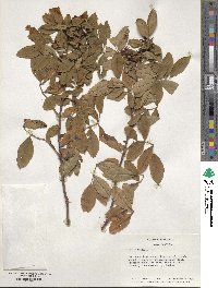 Rosa virginiana image